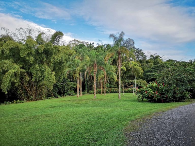 Martinique Rum HSE Habitation palm grove